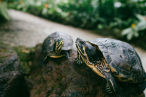 trenches of motherhood, herding turtles