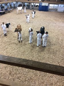 real life at the fair, 4H, county fair